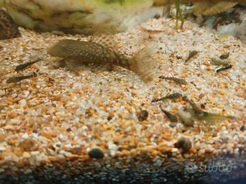 Ancistrus taglia 5/6 cm 4 e 2 cm 2