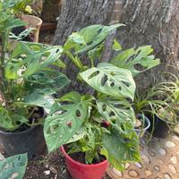 Monstera Monkey Mask