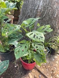 Monstera Monkey Mask