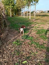 Cucciolona springer Cocker 