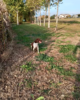 Cucciolona springer Cocker 