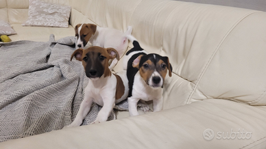 Cuccioli Jack Russell