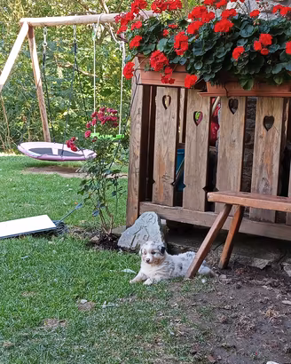 cuccioli incrocio