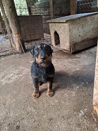 Cani da cinghiale, tutta caccia