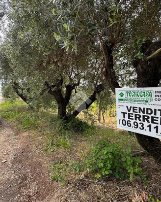 TER. AGRICOLO A LANUVIO
