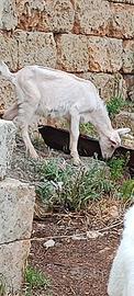 Capretto becco razza seanen