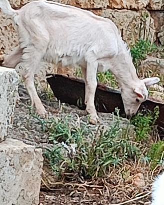 Capretto becco razza seanen