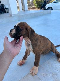 Boxer