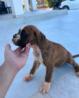 Boxer