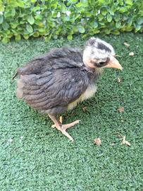 Pulcini gallina