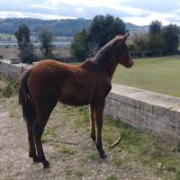 Cavallo pre giumenta e puledra