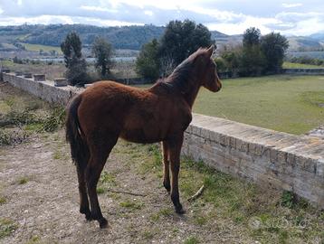 Cavallo pre giumenta e puledra