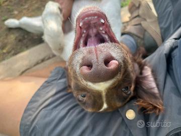 Maschio Springer Spaniel Inglese PEDIGREE ENCI