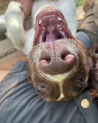 Maschio Springer Spaniel Inglese PEDIGREE ENCI