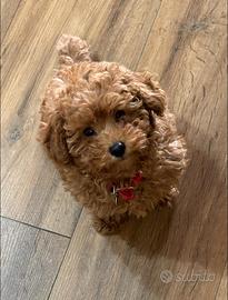 Barboncini Toy E Minitoy