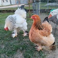 Galline brahma