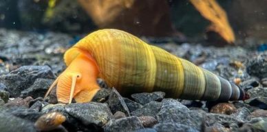 Lumache Tylomelania