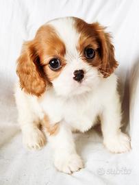 Cucciolo blenheim cavalier King