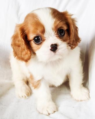 Cucciolo blenheim cavalier King