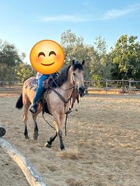 Cavalla per passeggiate e trekking