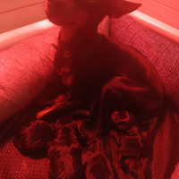 Pinscher cuccioli Pedigree ENCI