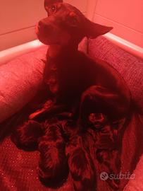Pinscher cuccioli Pedigree ENCI