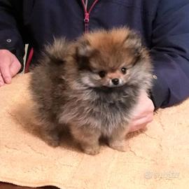 Spitz nano taglia Toy