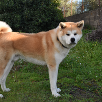 Akita Inu per monta