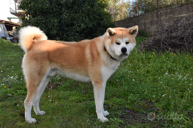 Akita Inu per monta