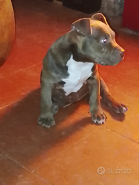 American bully