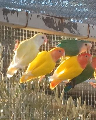 Pappagalli