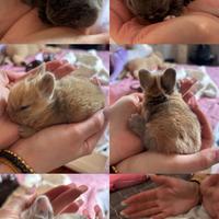 Cuccioli di coniglio