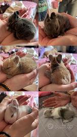 Cuccioli di coniglio