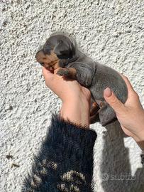 Bassotto Tedesco Cuccioli Blù