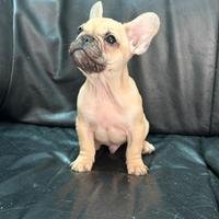 Bouledogue francese pedigree Enci