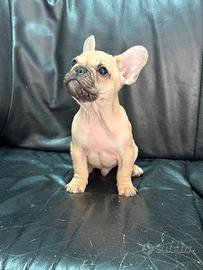 Bulldog francese pedigree Enci