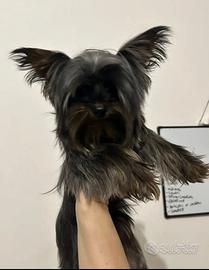 Yorkshire maschio per monta