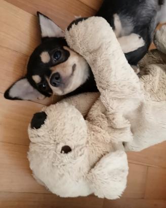 Chihuahua pedigree ENCI