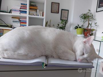 Splendido gatto bianco in adozione