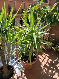piante 