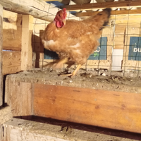 Galline e galli