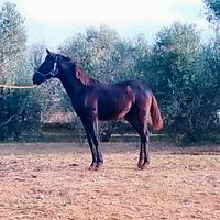 Puledro anam