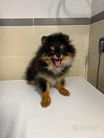 Spitz volpino pomerania black & tan cucciola 6mesi