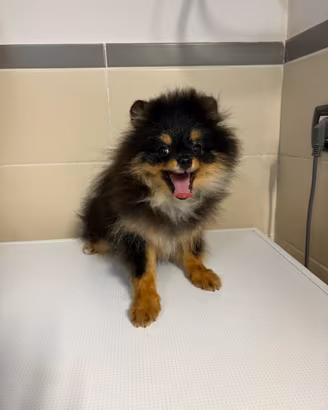 Spitz volpino pomerania black & tan cucciola 6mesi