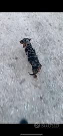 Bassotto