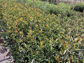 Photinia e alloro altezza 90/100 a