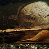 Corydoras Paleatus 2,50