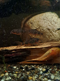 Corydoras Paleatus 2,50