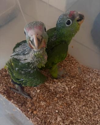 Pappagallo amazzone fronte rossa baby pullo