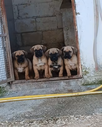 Cuccioli di Presa Canario
